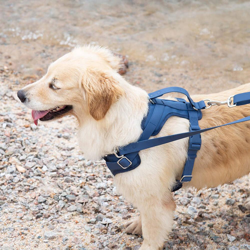 Gummy Dog Harness - milospaw