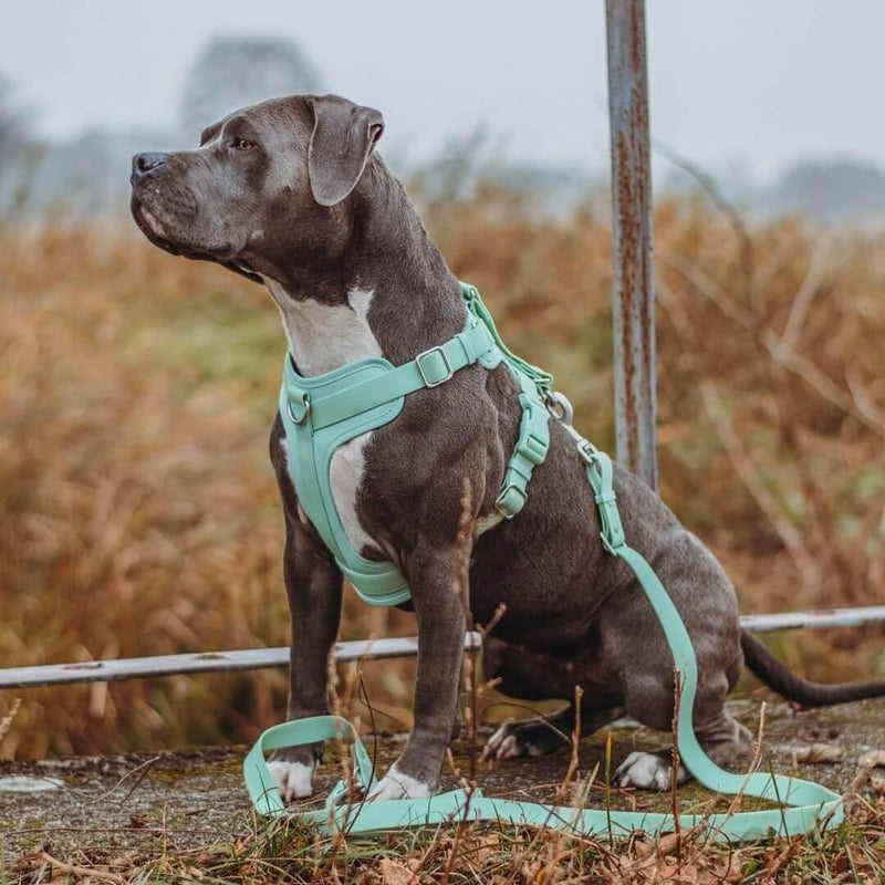 Gummy Dog Harness - milospaw